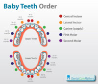 baby-teeth-order.jpg