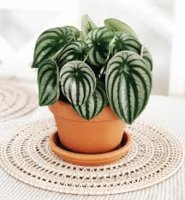 watermelon peperomia.jpg