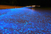 bioluminescent-phytoplankton-glowing-organism-will-ho-coverimage.jpg