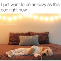 just-want-to-be-as-cozy-as-this-dog-right-7038349.png