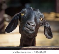 funny-goat-head-silly-looking-260nw-339451460.jpg