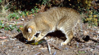 5274127_042719-cc-ap-australia-feral-cat-img.jpg