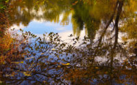 1680 x 1050 Autumn  leaves reflection.jpg