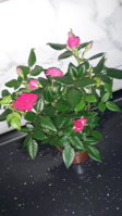20200304_002616.jpg