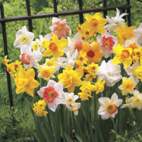narcis-mix-duplih-i-prostih3.jpg