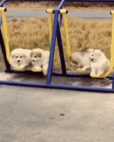 DearVelvetyBinturong-size_restricted.gif