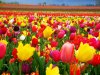 flowers.jpg