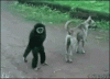 22.gif