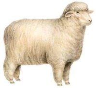 Delaine-ewe.jpg