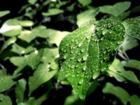 green-leaf-with-water-droplets-on-top-1039432.jpg