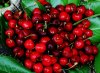 cherries.jpg