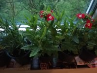 IMG_20200414_183245.jpg