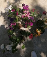 IMG_20200428_135218.jpg