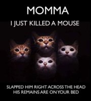FB_IMG_1588362709067.jpg