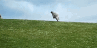 UnlinedInsignificantHadrosaurus-size_restricted.gif