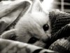 awn-bampw-black-and-white-cat-cute-Favim.com-419427_large.jpg