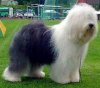 old-english-sheepdog-bobtail-dog-standard-5.jpg