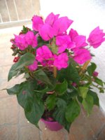 IMG_20200519_185011290.jpg