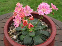 Lewisia-cotyledon-Siskiyou-Lewisia3.jpg