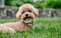 thumb2-toy-poodle-4k-puppy-curly-dog-rose.jpg