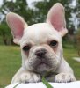 french_bulldog-breed.jpg