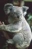 Koala.jpg