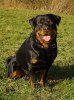 220px-Rottweiler3.jpg