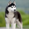 Siberian-Husky-20.jpg