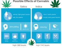 sativa vs indica.png