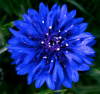 0007raw_blue_flower01.png