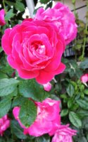 IMG_20200725_183224.jpg