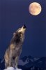 gray-wolf-howling-at-moon.jpg
