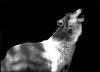 wolf_small.jpg