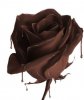 chocolate_rose.86193223.jpg