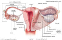 uterus-bladder-system-rectum-child-egg.jpg