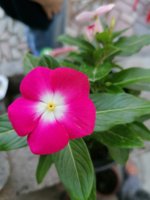 IMG_20200829_182118.jpg