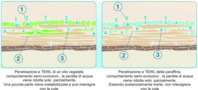 Strato-corneo-penetrazione-oli.jpg