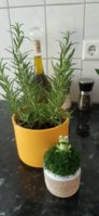 20200918_145101.jpg