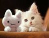 cute-cats-23.jpg