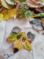 IMG_20201016_105533.jpg