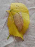 IMG_20201016_104845.jpg