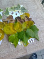 IMG_20201019_164527.jpg