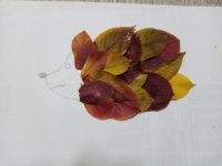 IMG_20201118_125011.jpg