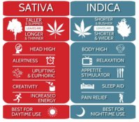 5cfe8ea05de6477afc8c2846_indica-vs-sativa.jpg