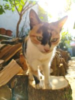 IMG_20201029_120234.jpg