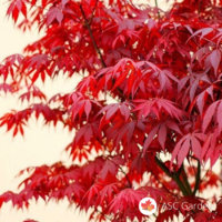 acer-palmatum-atropurpureum-japanski-javor-02.jpg