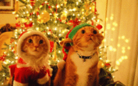 db3d52304dd91f9dab445cecefc884d5.gif