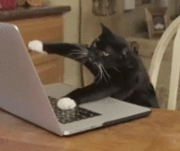 Cat typing.gif