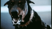 tenor dog barking.gif