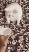 tenor.gif